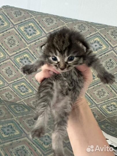 Кошка в дар