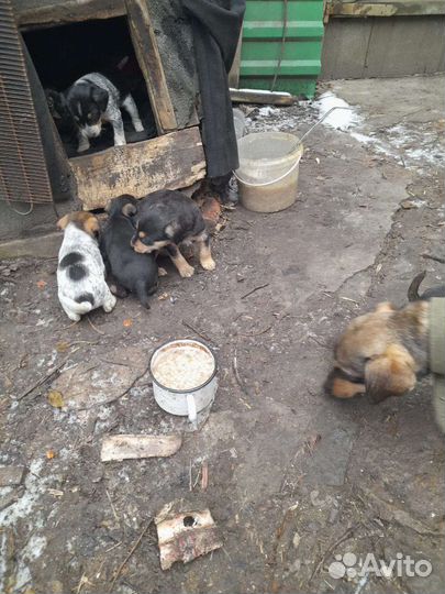 Щенки маленькие