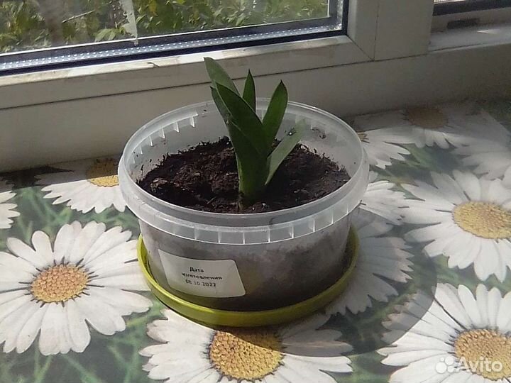 Гастерия. Комнатный цветок