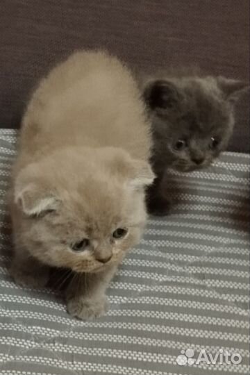 Вислоушки кошушки