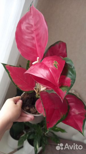 Аглаонема Рэд кочин, Чатра Монгол