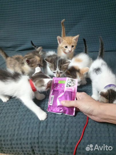 Кошки в добрые руки бесплатно