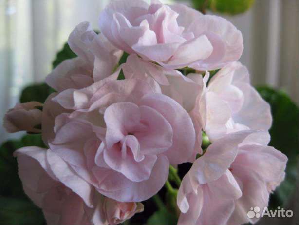 Пеларгония сортовая