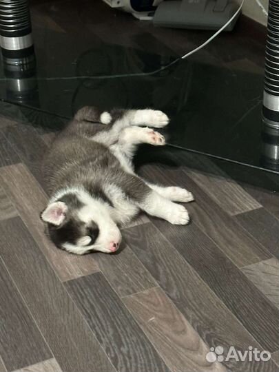 Продам щенков хаски