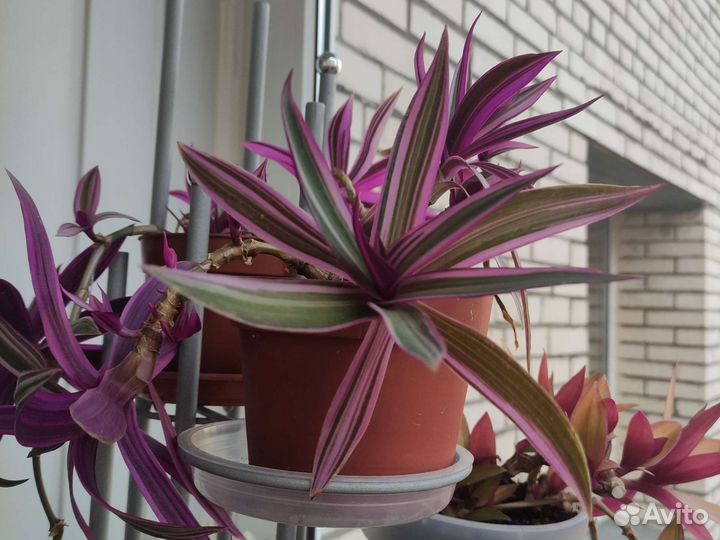 Традесканция пурпурная, рэо голд, сатира, зебрина