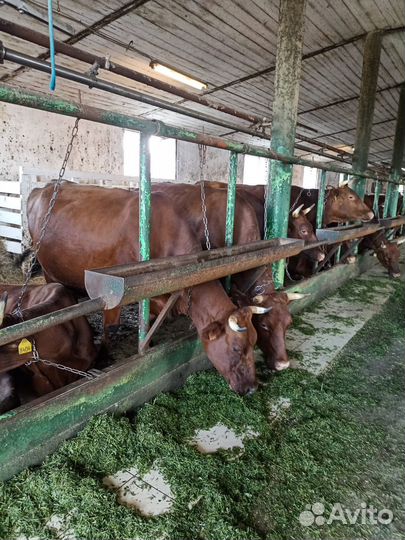 Бычки на откорм(плем)
