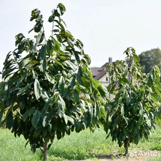 Саженцы азимины, банановое дерево, дерево азимина