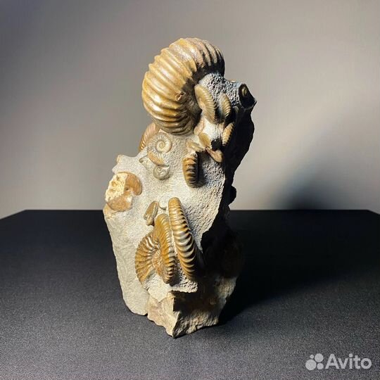 Окаменелости аммониты