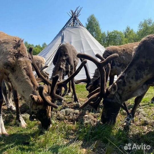 Мох ягель для оленей