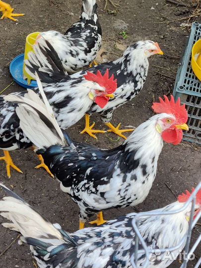 Легорн долматинец инкубационные яйцо