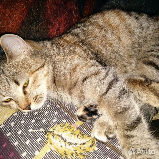 Отдам кошку в добрые руки стерилизована