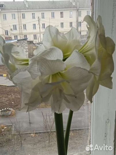 Аморалис