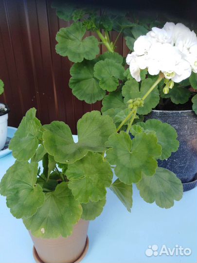 Фиалка, герань белая