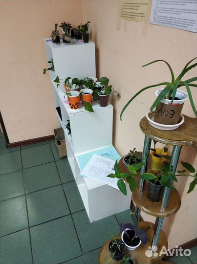 Свободный обмен растениями