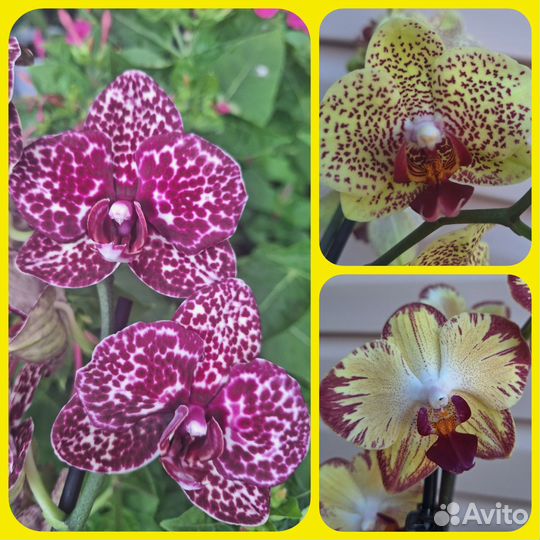 Сортовая орхидея фаленопсис - 3