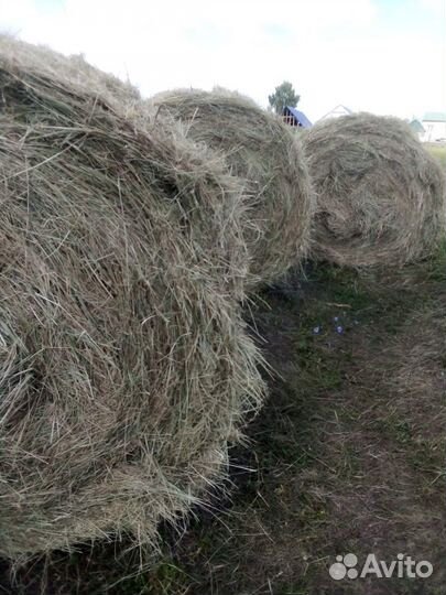 Сено в рулонах 2023