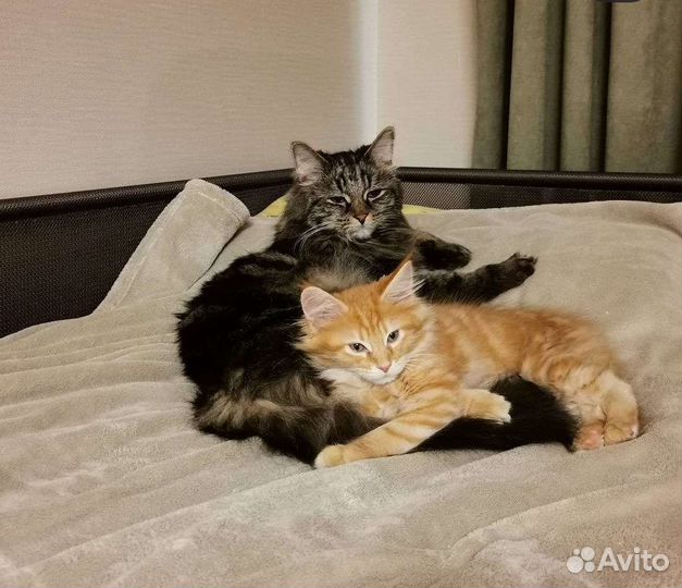 Передержка, выгул, кормление. Отпуск,выходные