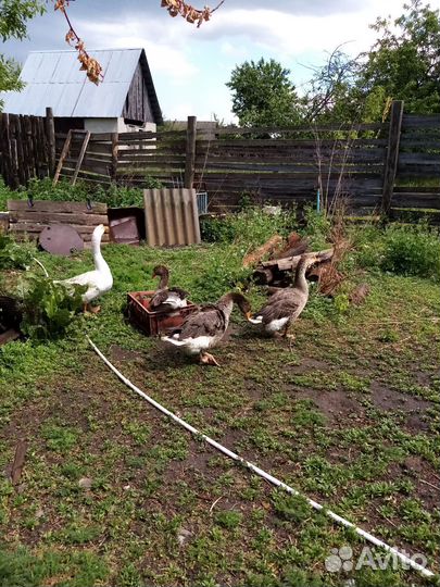 Продам семья гусей