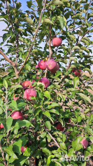 Яблоки флорина