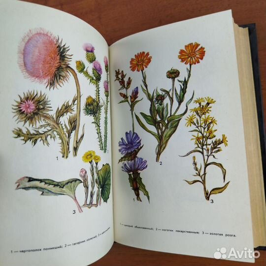 Лекарственные растения. В. Махлаюк