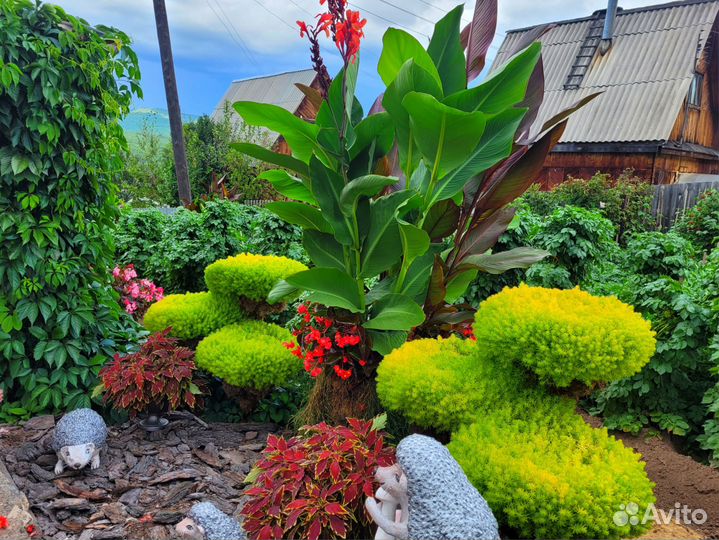 Седум еллоу