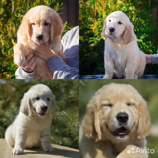 Вязка Ретривер