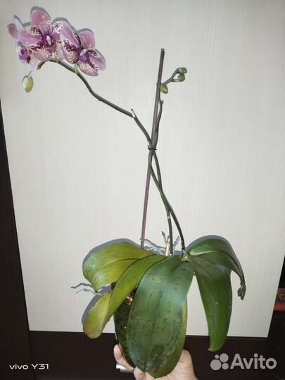 Орхидеи цветущие