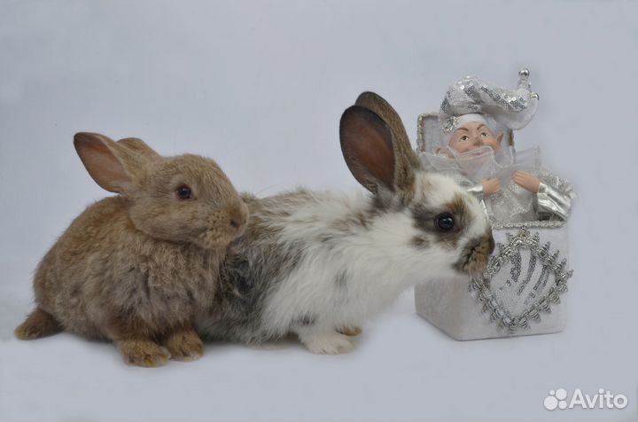 Маленькие крольчата на продажу и в аренду