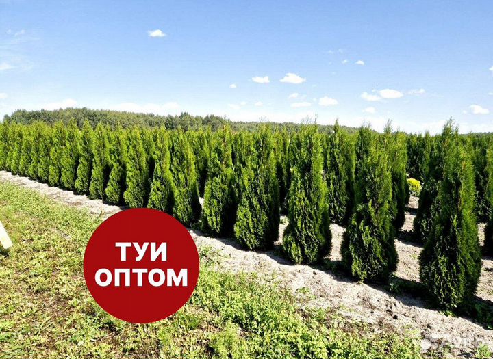 Туя смарагд рост 201 см /опт 150 шт