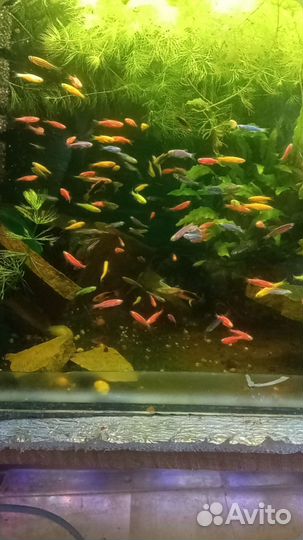 Аквариумные рыбки