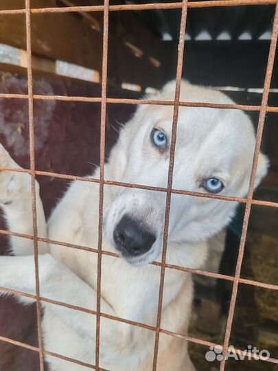 Собака в добрые руки