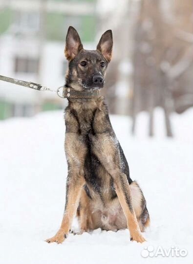 Нарзан ищет дом