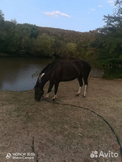 Арабо- Терский жеребчик