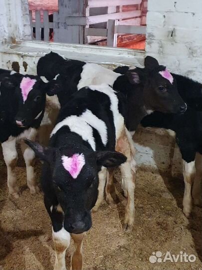 Бычки телята