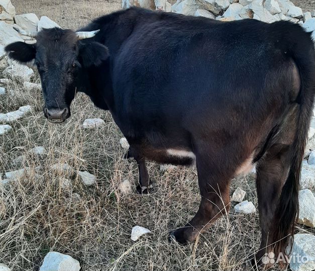 Коровы и телята