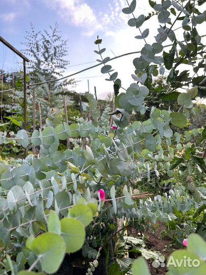 Эвкалипт серебристый саженец