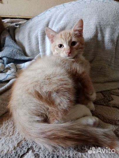Котята в дар