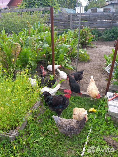 Куры и петухи на мясо