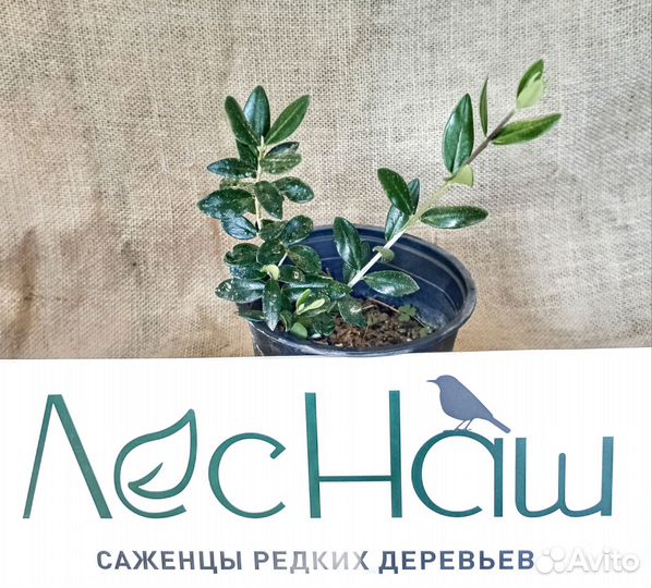 Олива саженцы