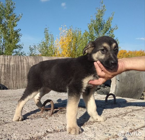 Щенки девочки