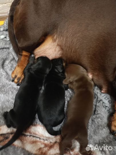 Кроличья такса