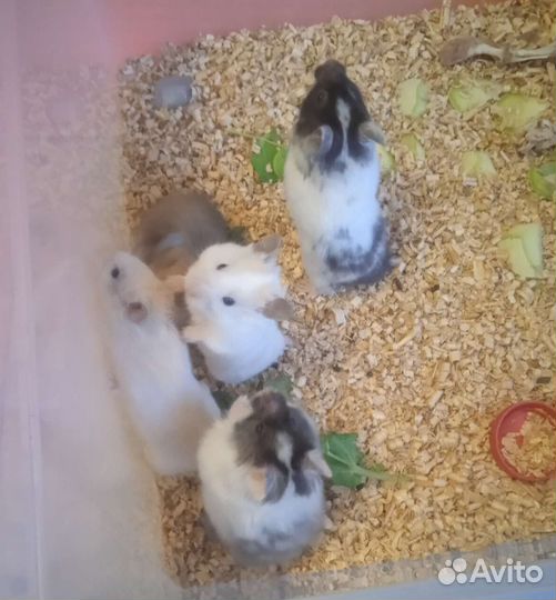 Сирийские ангорские хомяки, клетки, корм