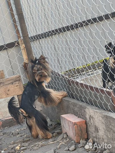 Микро и мини кобели с беби фейс вязка