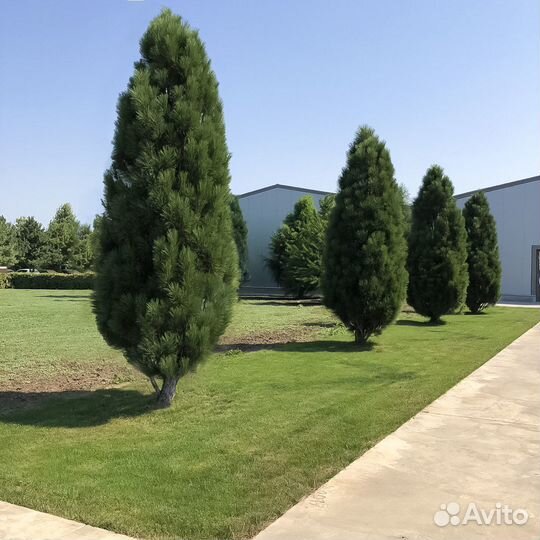 Сосна Грин Тауэр ‘Green Tower’