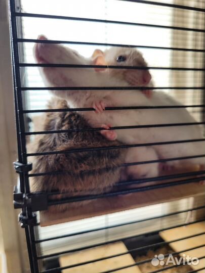 Крыса дамбо с клеткой