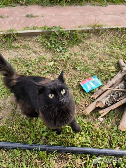 Отдам в добрые руки