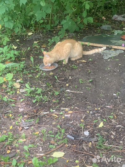 Котики бесплатно