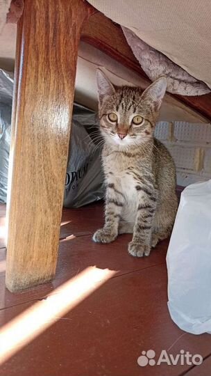 Котёнок