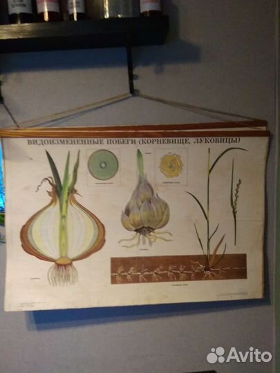 Плакаты винтажные(школьные СССР)