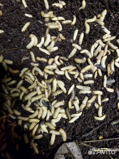 Опарыш черной львинки